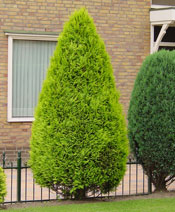 org:/gardening tips/Snoeiadvies/Individuele_pagina/Dwergcipres.jpg